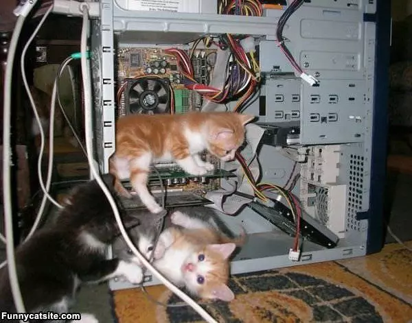 Kitten Techs