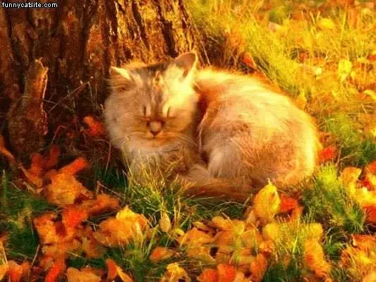 Cat Sleeping Next To Tree In Fall