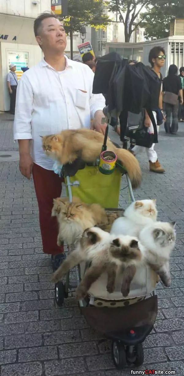 Taking My Cats For A Walk