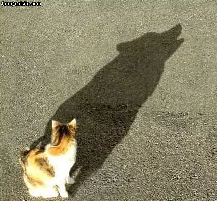 Cat Shadow