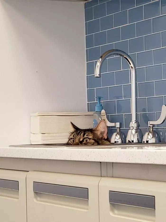 Hanging Out In The Sink