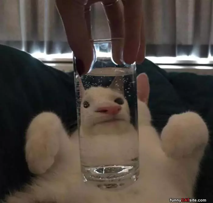 A Cat Through A Glass