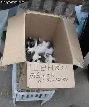 Litter Of Kittens In Box