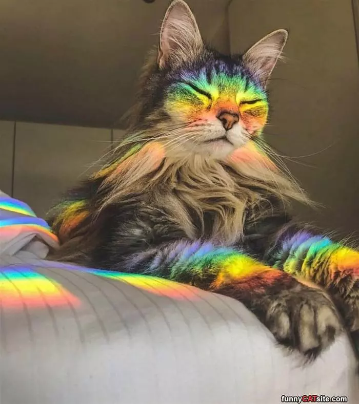 Rainbowwww Cat