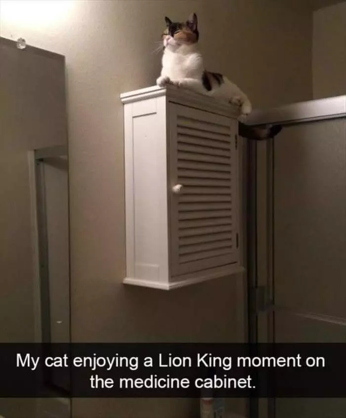 The Lion King Cat