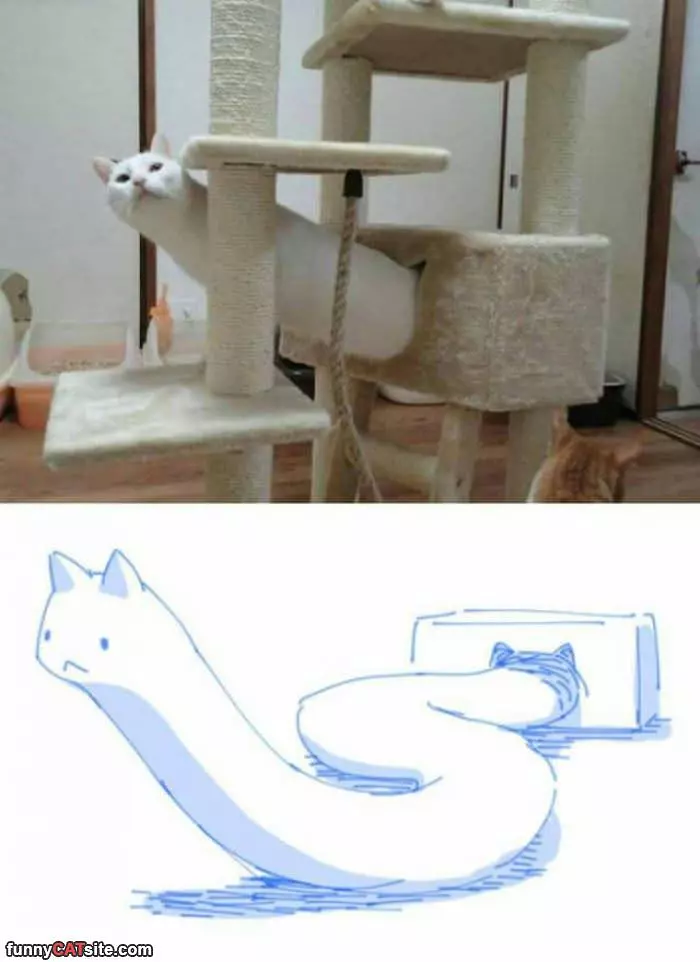 This Is A Long Cat