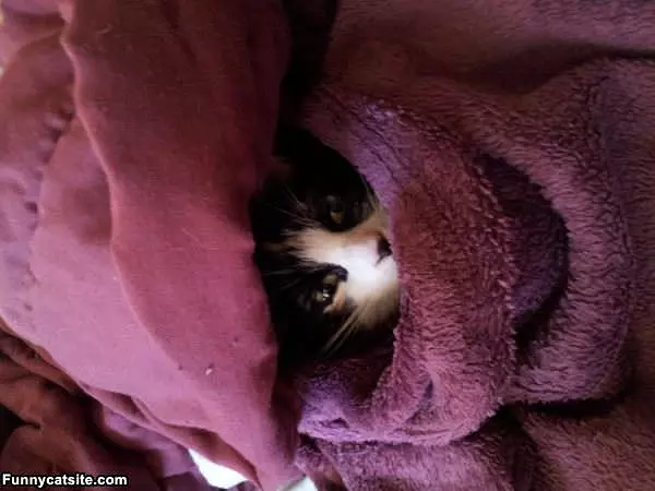 Hiding In The Blankets