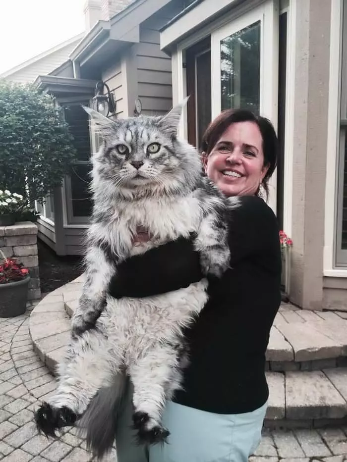 That Is A Huge Cat