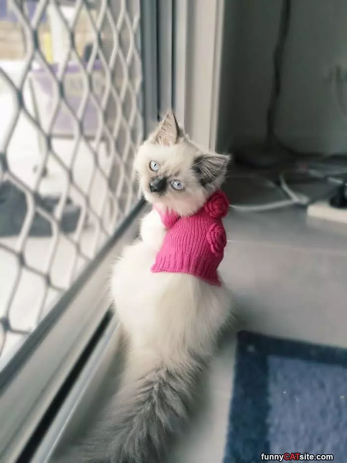 I Has A Pink Sweater