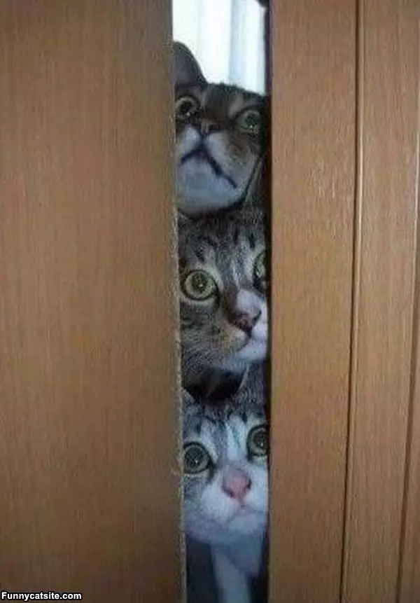 Cats In The Doorway7