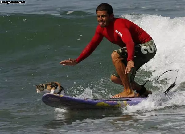 Cat Surf
