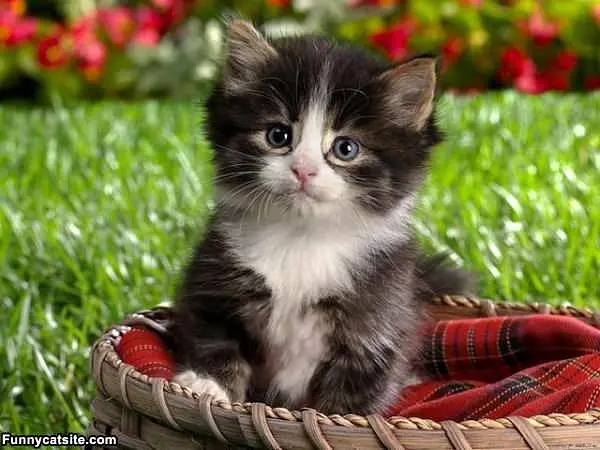 Just A Kitten Looking Cute