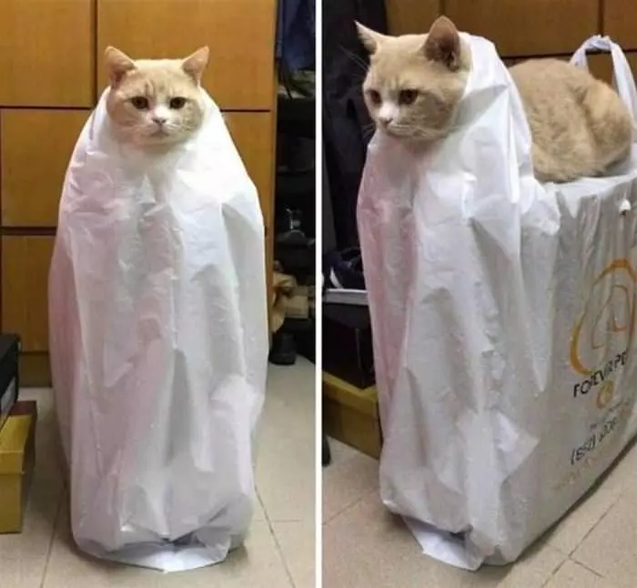 Plastic Bag Cat