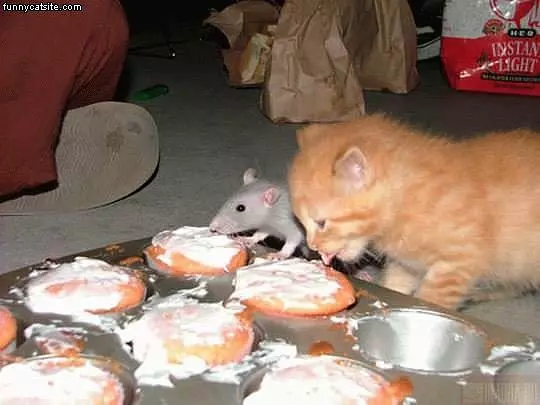Kitten And Mouse Eat Cup Cakes