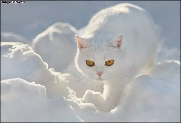 Arctic Ninja Cat