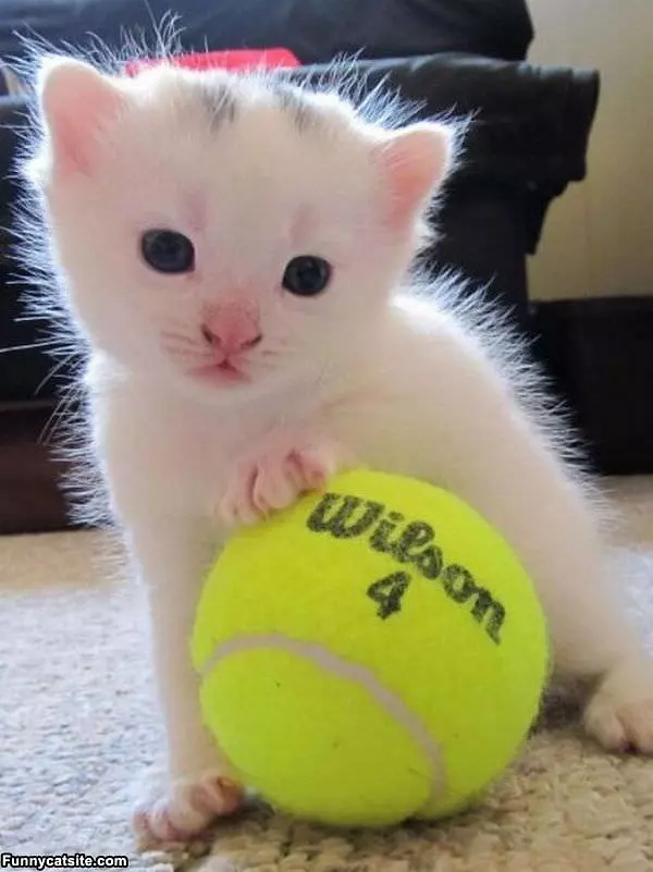 Lets Play Tennis