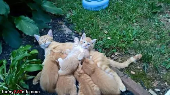 A Pile Of Kittys