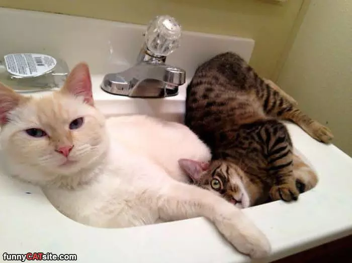 Share The Sink