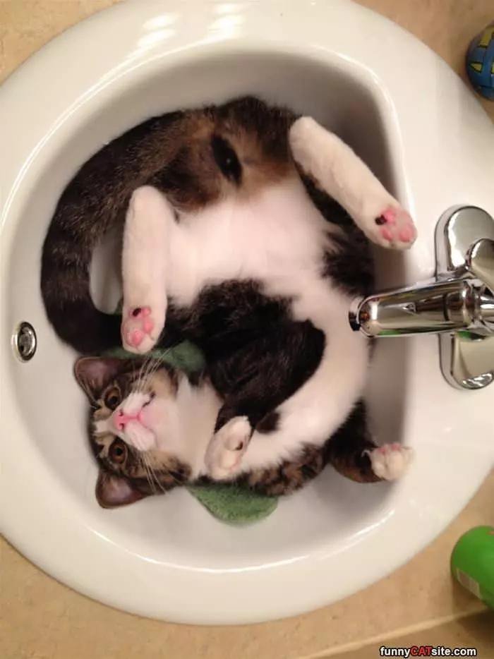 Chill In Da Sink