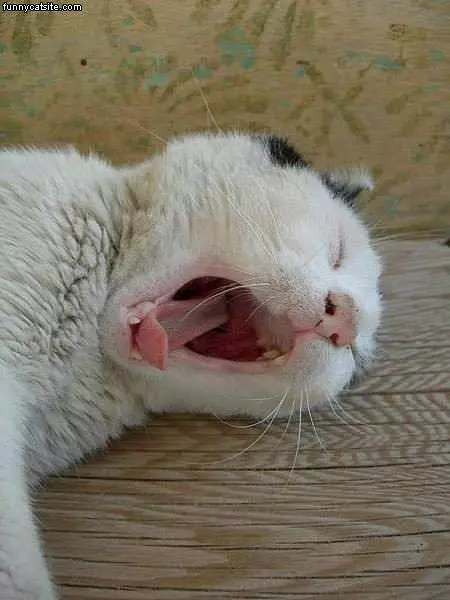 Yawning Cat 1