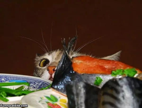 Where Is The Shrimps