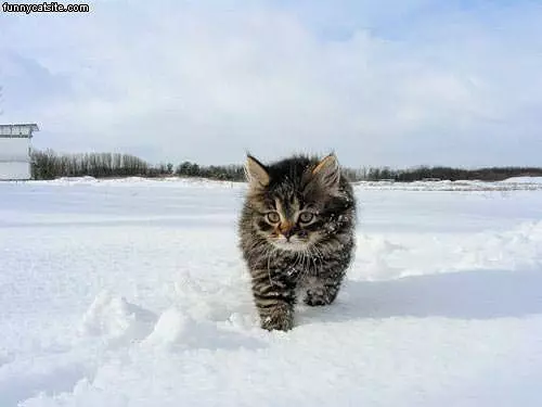 Fluff Ball In The Snow