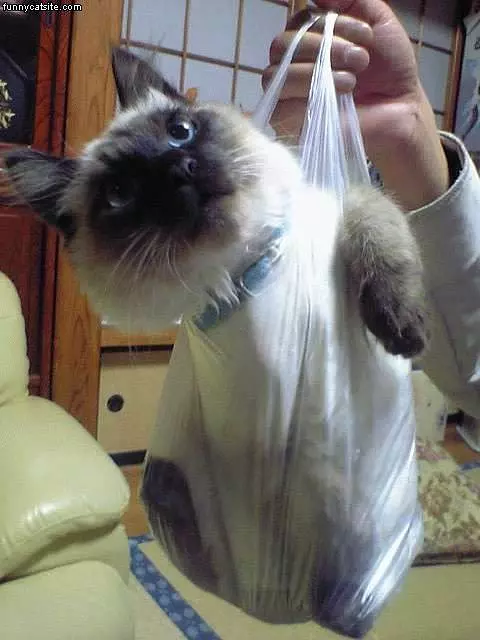 Cat In A Plastic Bag