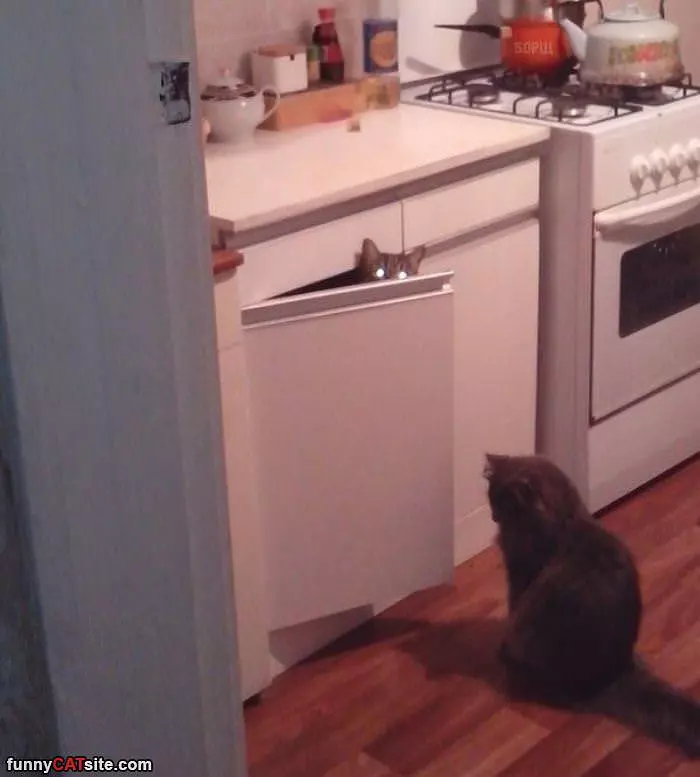 Inspecting The Kitchen