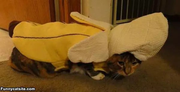 The Banana Cat