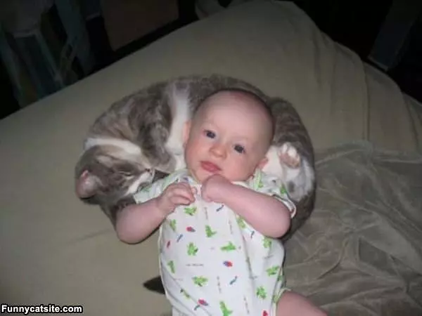 The Cat Pillow