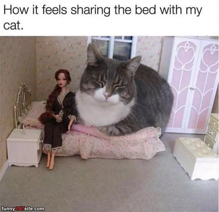 Sharing A Bed With The Cat