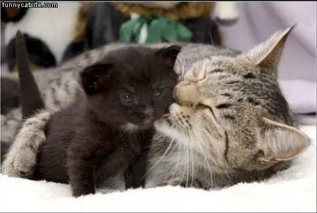 Licking A Kitten