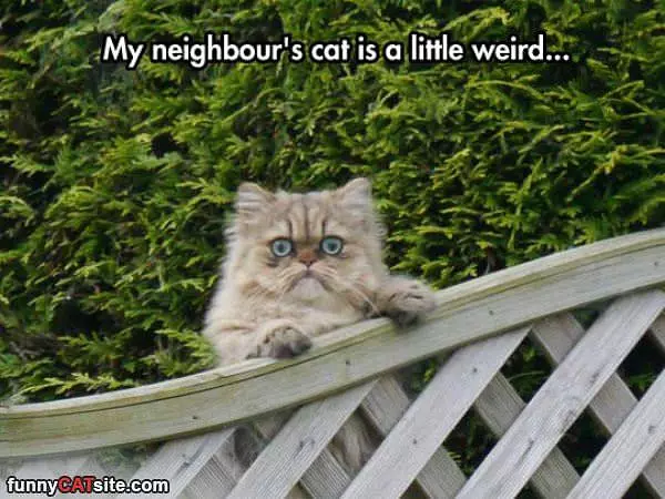 Neighbors Cat