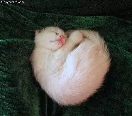 Curled Up Kitten