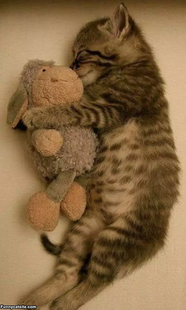 This My Teddy