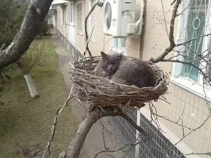 My Nest