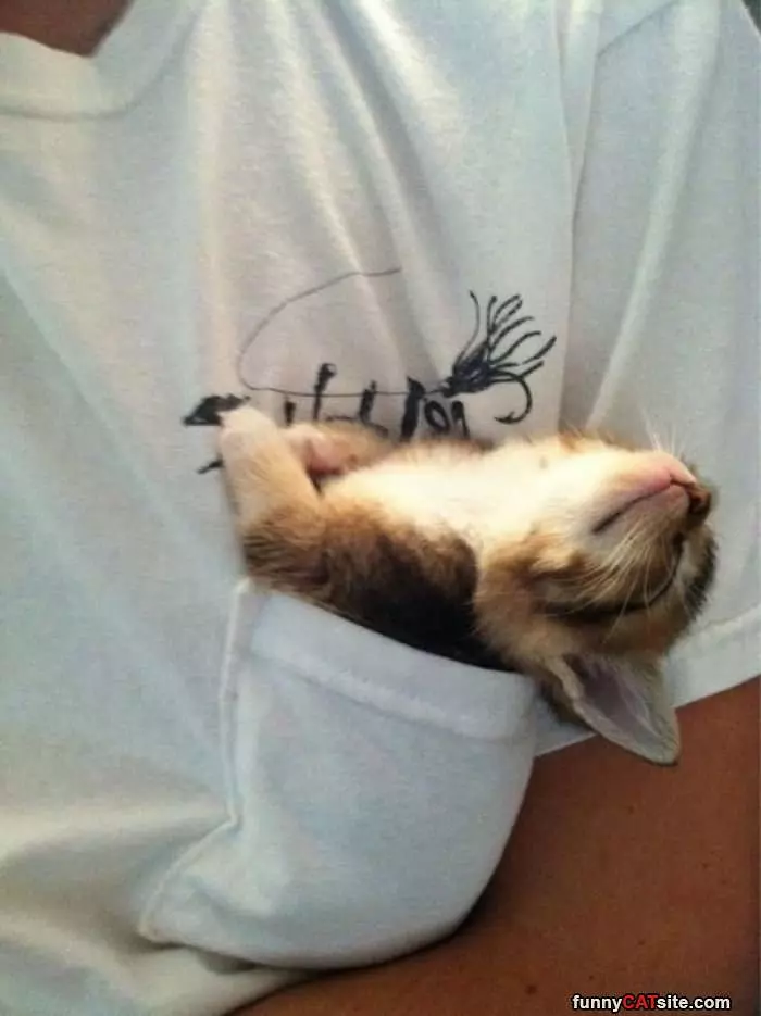 A Pocket Of Kitten