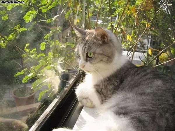 Greened Eyed Cat At Window