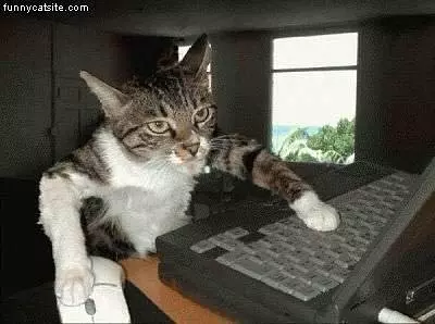 Cat Surfs The Web