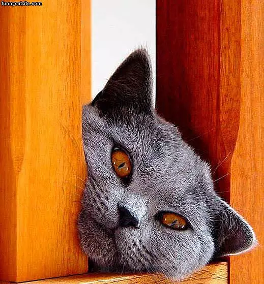 Cat Orange Eyes