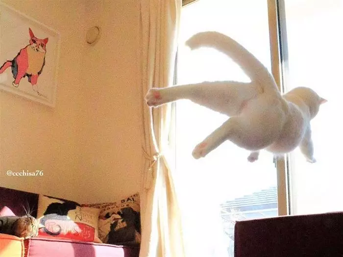 A Flying Cat