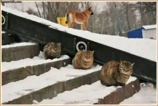 Cats On Steps