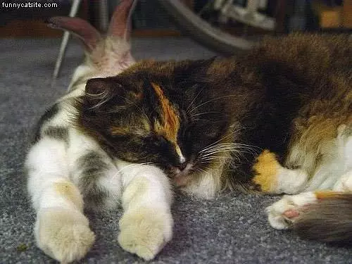 Cat And Bunny