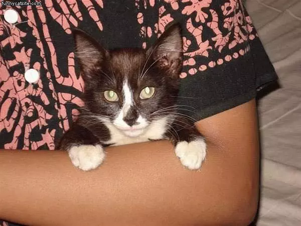 Tiny Kitten In Arm