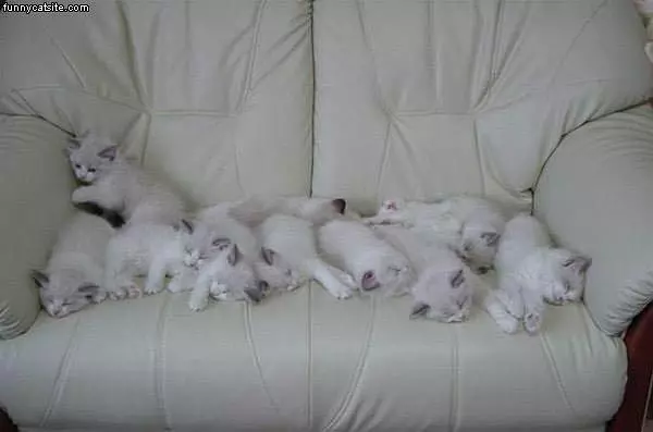 White Kittens On White Couch