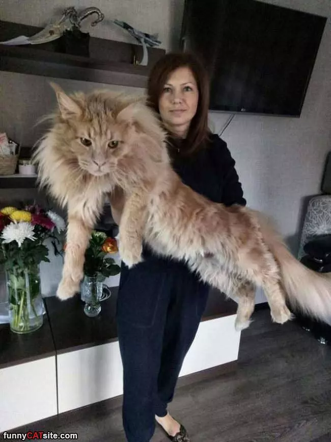 That Is A Big Fluffy Cat