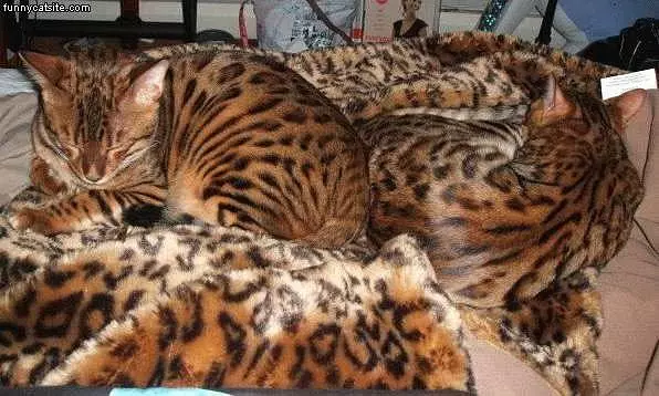 Tiger Cats