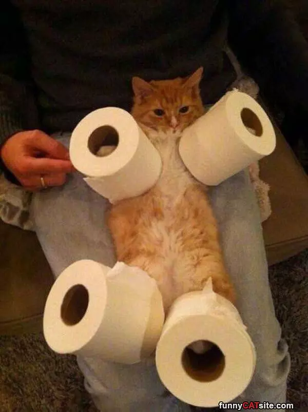 The Toilet Paper Cat