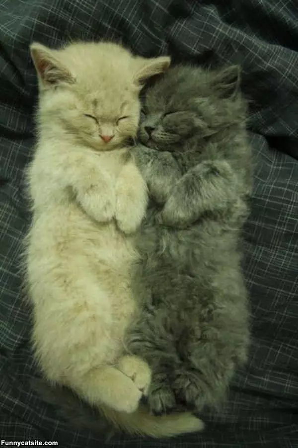Cute Kitties Sleeping Together