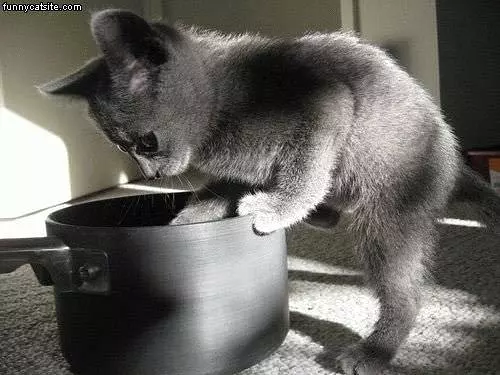 Pot O Kitten